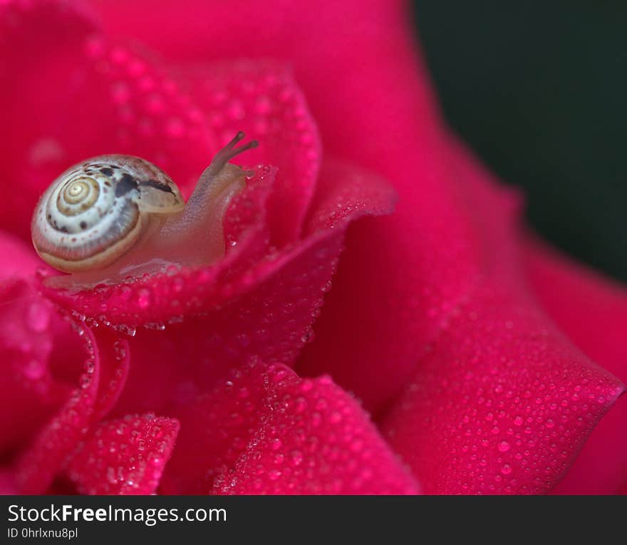 Pink, Flower, Macro Photography, Flora