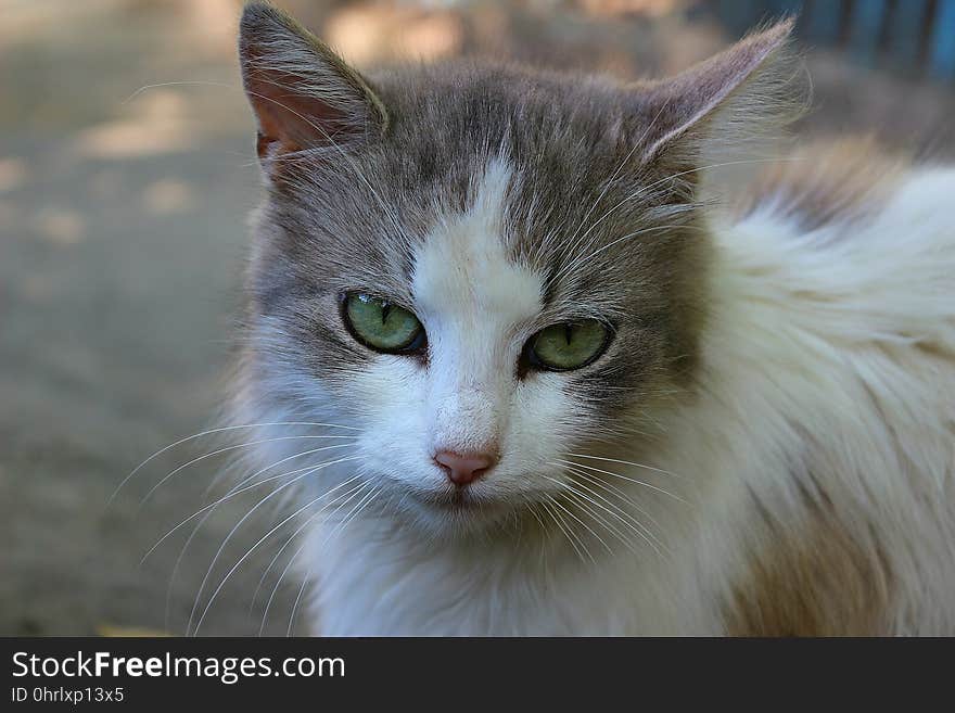 Cat, Whiskers, Fauna, Small To Medium Sized Cats