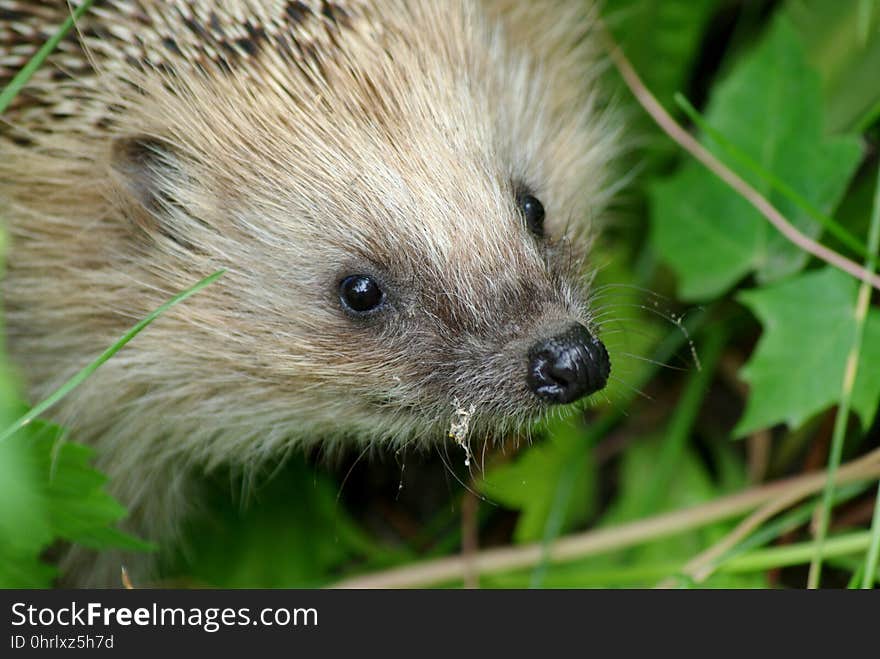 Hedgehog, Erinaceidae, Fauna, Domesticated Hedgehog