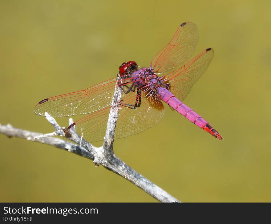 Dragonfly, Insect, Dragonflies And Damseflies, Invertebrate