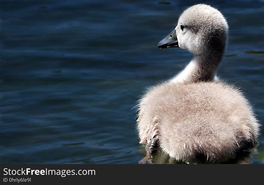 Bird, Water Bird, Beak, Ducks Geese And Swans