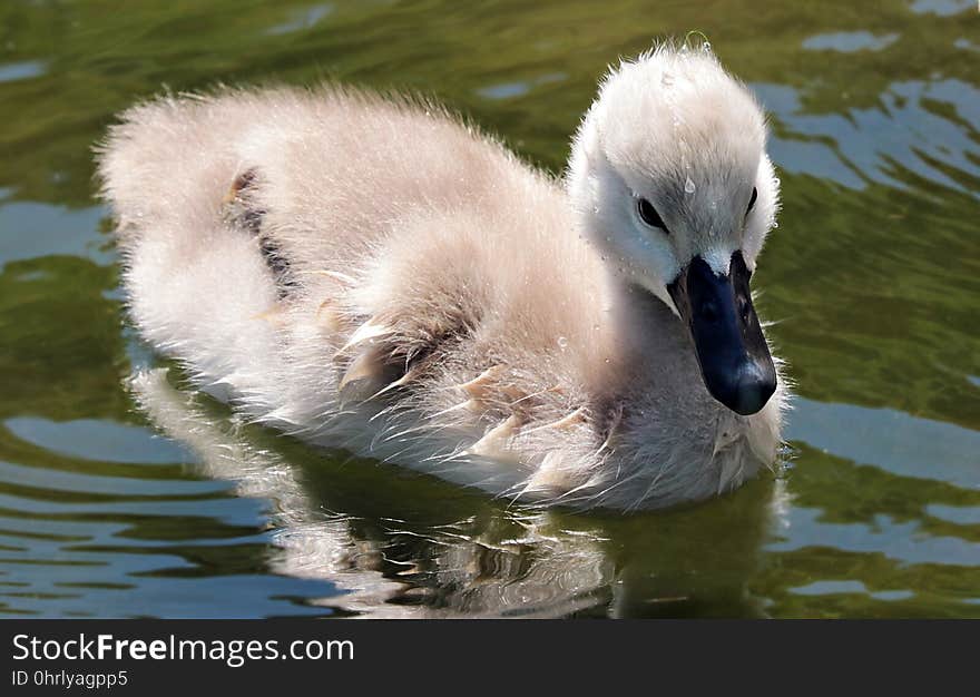 Bird, Swan, Water Bird, Ducks Geese And Swans