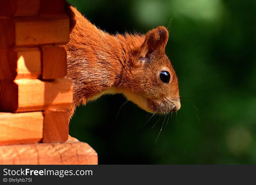 Squirrel, Fauna, Mammal, Whiskers