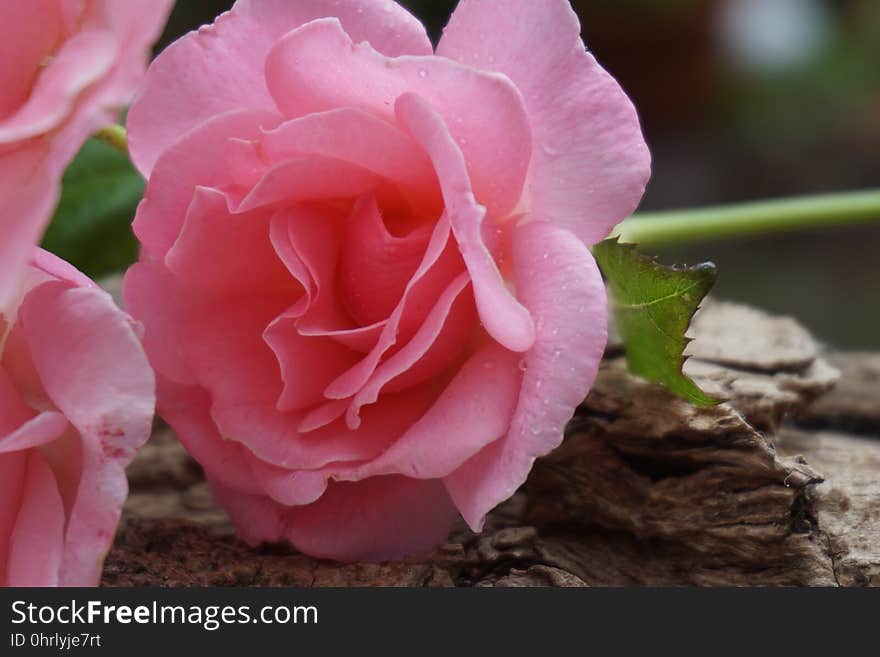 Rose, Pink, Flower, Rose Family