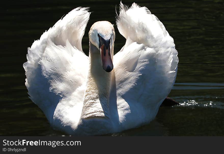 Swan, Bird, Water Bird, Ducks Geese And Swans