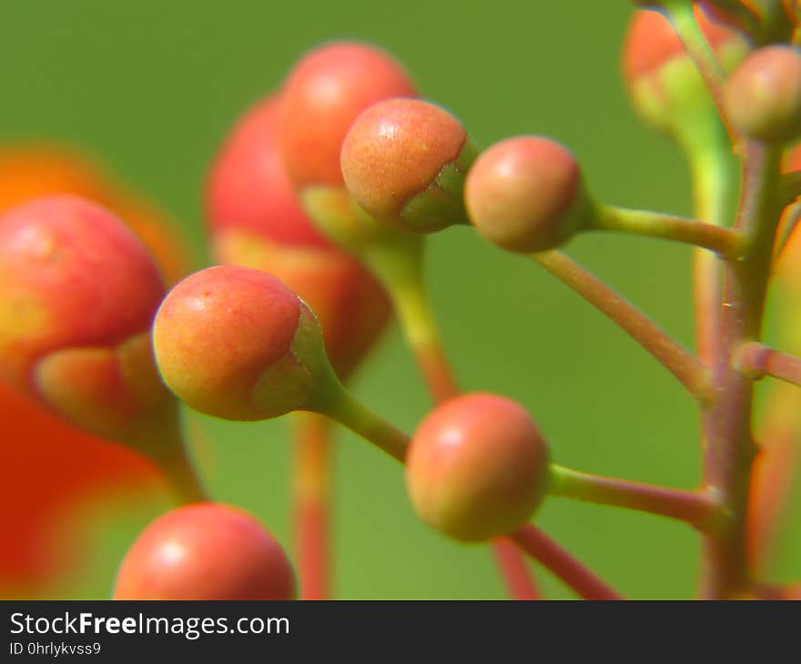 Close Up, Macro Photography, Fruit, Berry