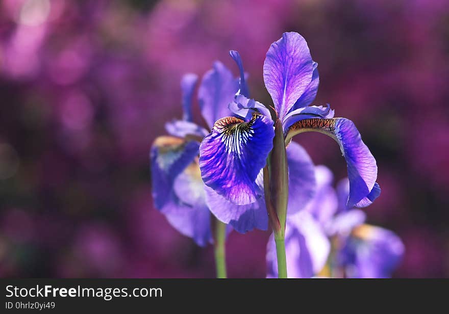 Flower, Purple, Flowering Plant, Plant