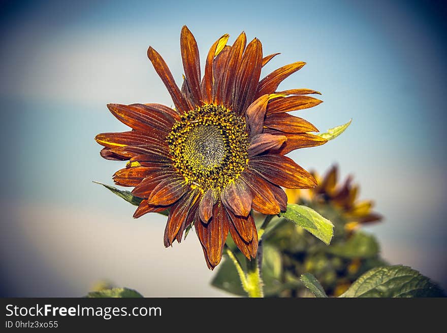 Flower, Sunflower, Flora, Close Up