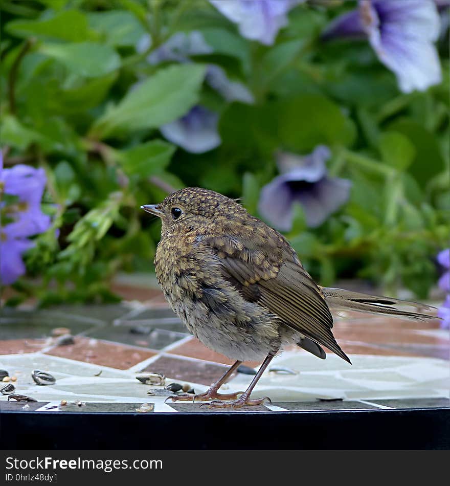 Bird, Fauna, Beak, Old World Flycatcher