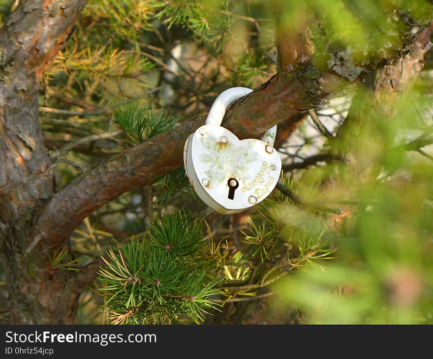 Bird, Branch, Tree, Beak