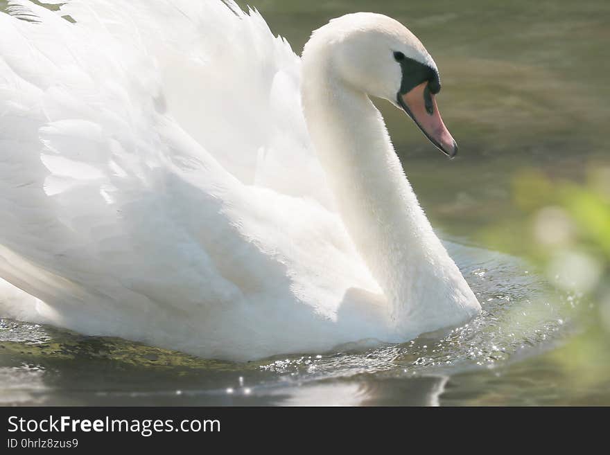 Swan, Bird, Water Bird, Ducks Geese And Swans