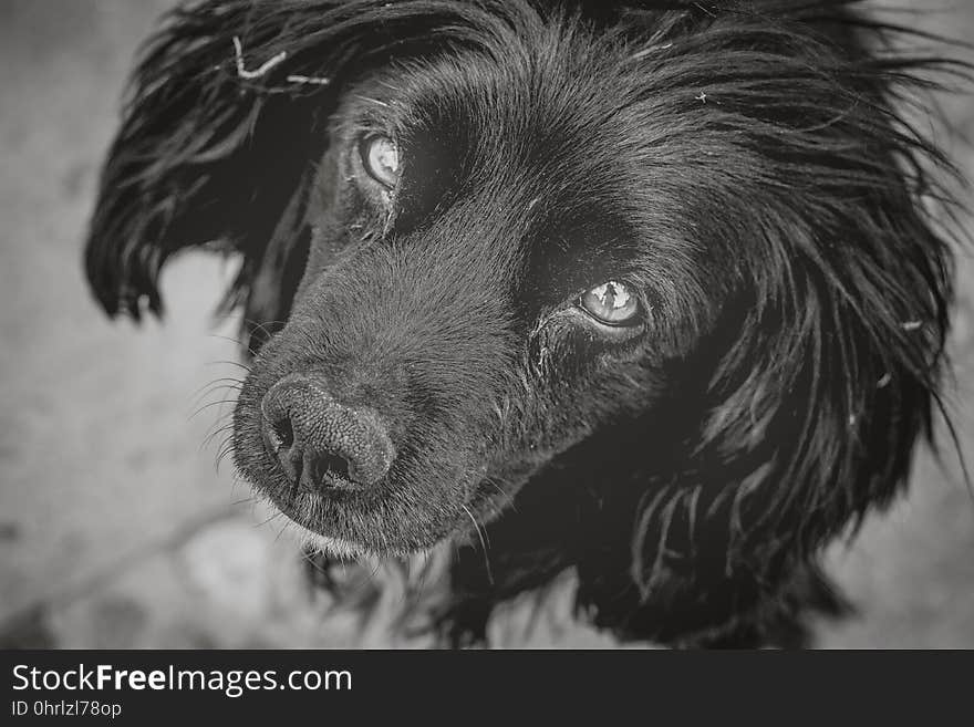 Dog, Dog Like Mammal, Black, Black And White