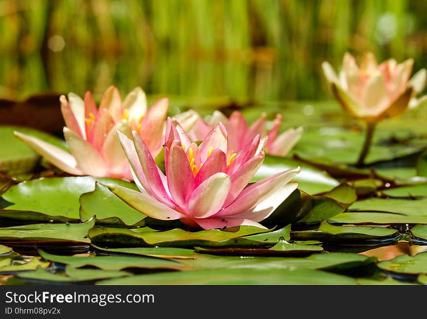 Flower, Plant, Flora, Aquatic Plant