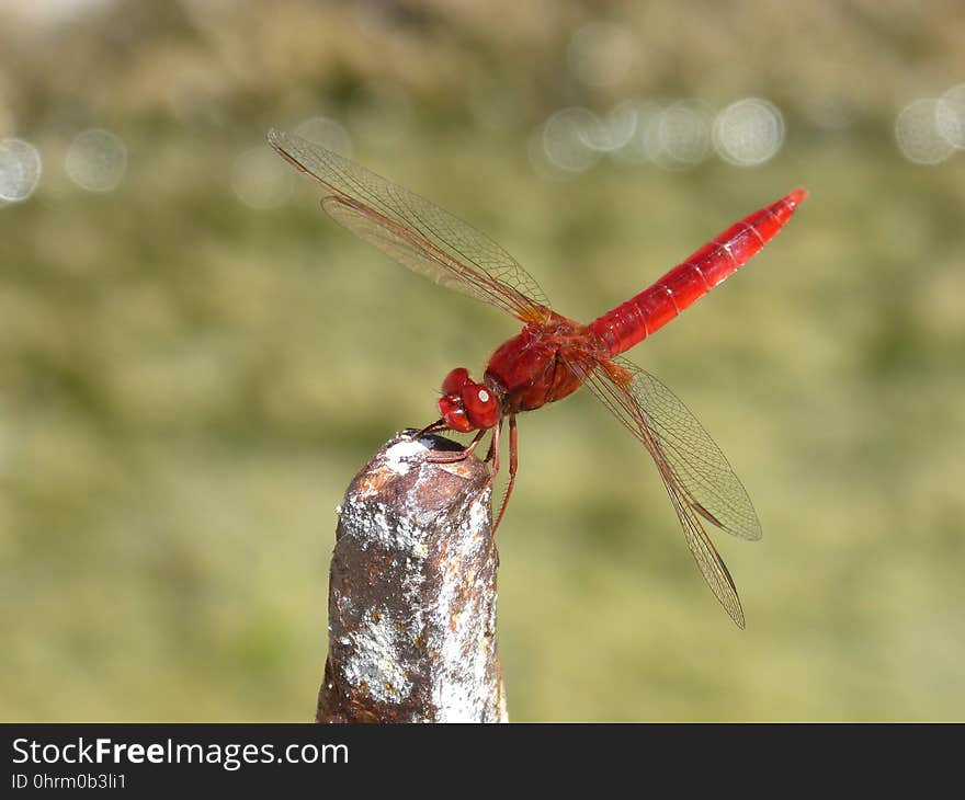 Dragonfly, Insect, Dragonflies And Damseflies, Invertebrate