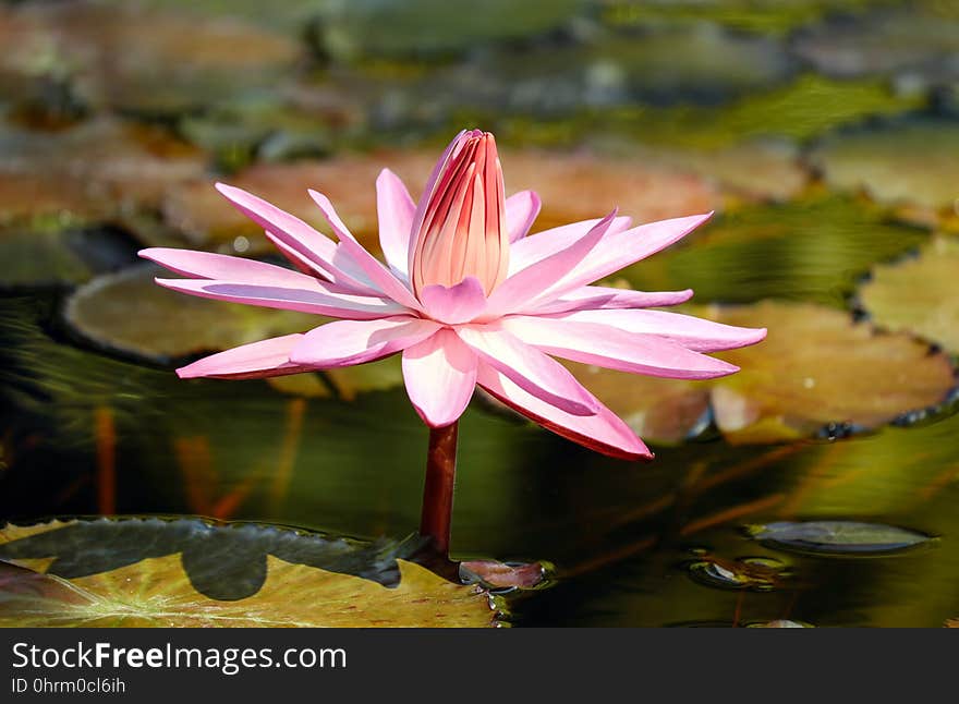 Flower, Flora, Plant, Pink