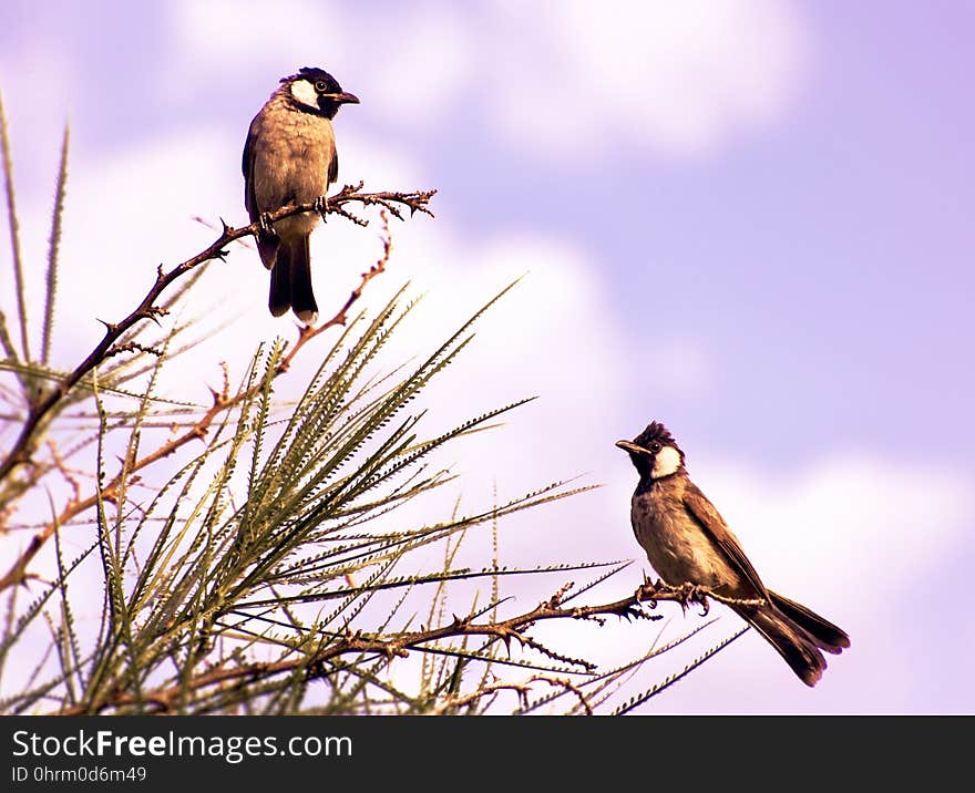 Bird, Fauna, Beak, Ecosystem