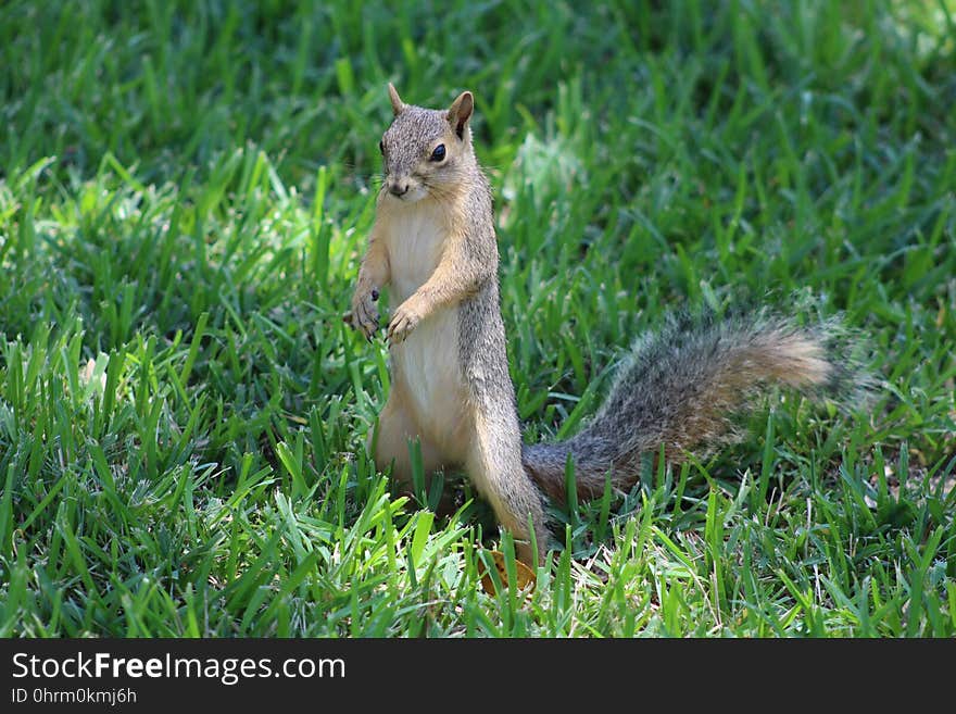 Squirrel, Mammal, Fauna, Fox Squirrel