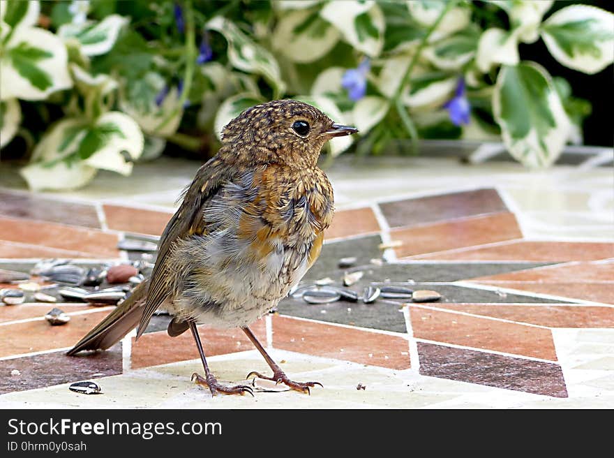 Bird, Fauna, Sparrow, Beak