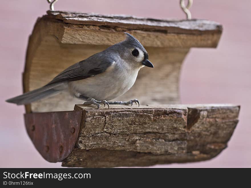 Bird, Fauna, Beak, Feather