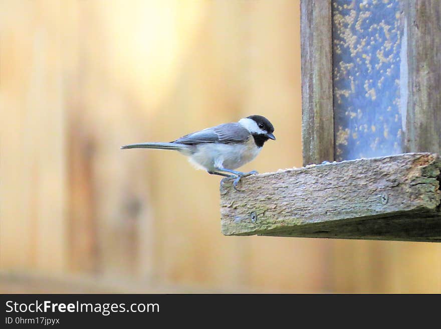 Bird, Fauna, Beak, Feather