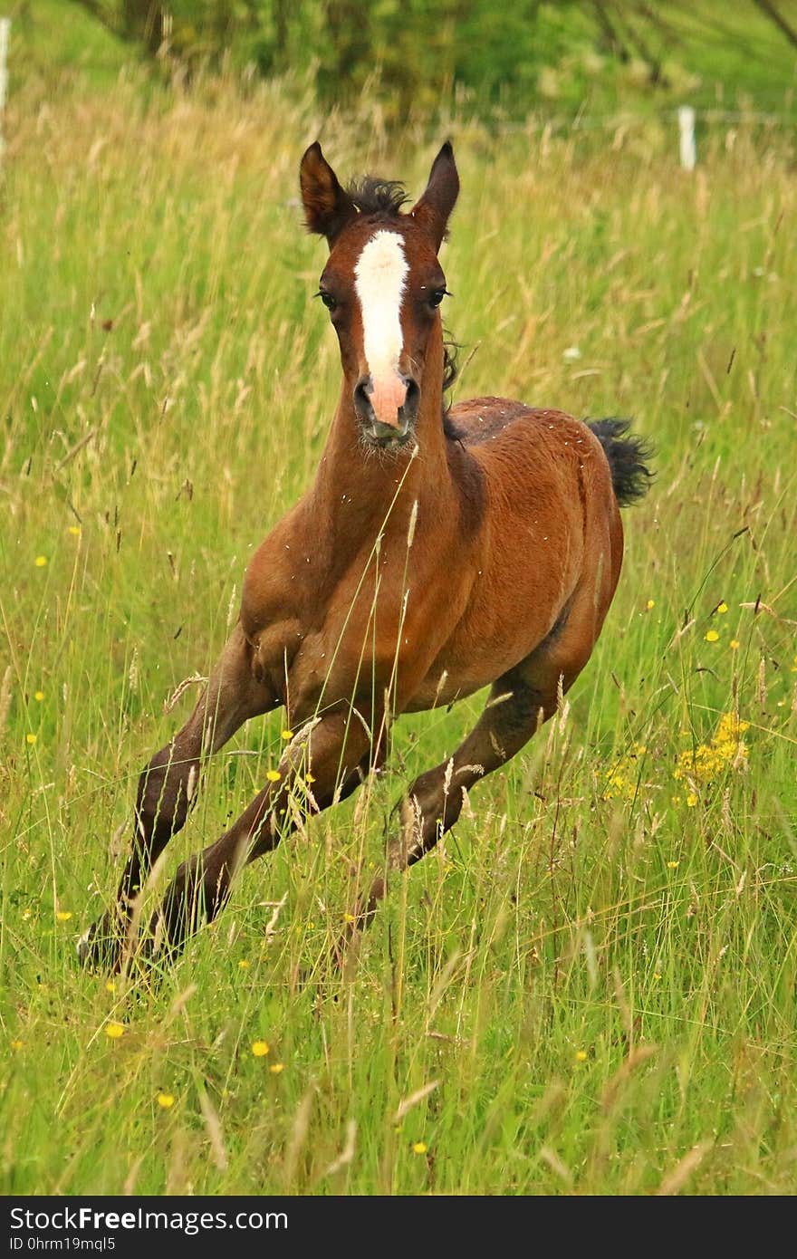 Horse, Grassland, Ecosystem, Foal