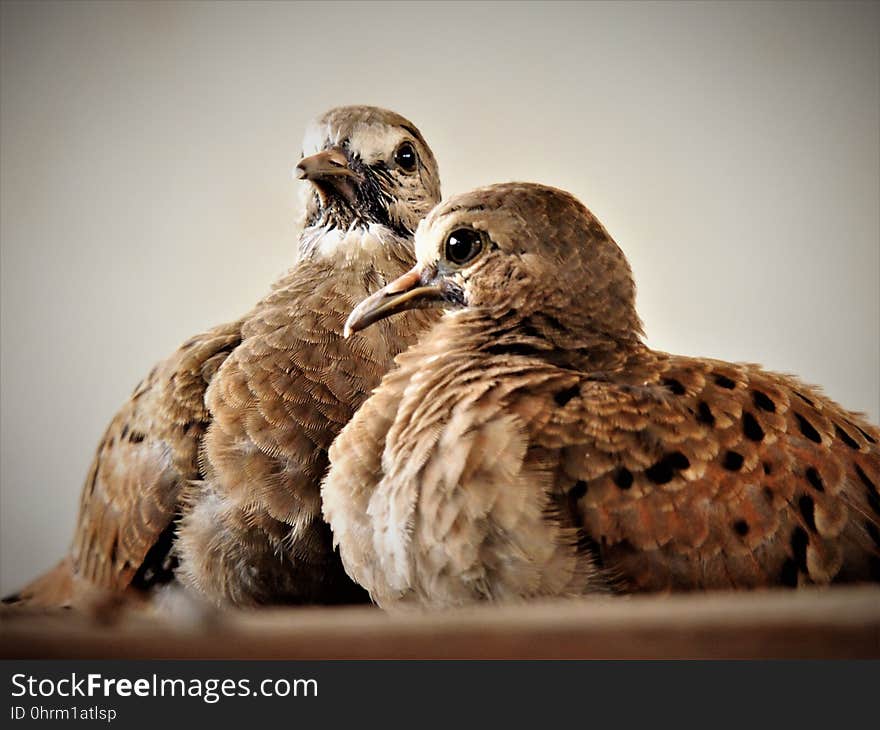 Fauna, Beak, Feather, Bird