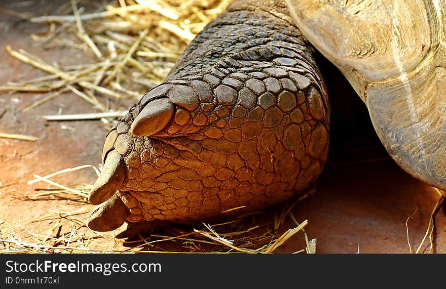 Terrestrial Animal, Tortoise, Reptile, Fauna