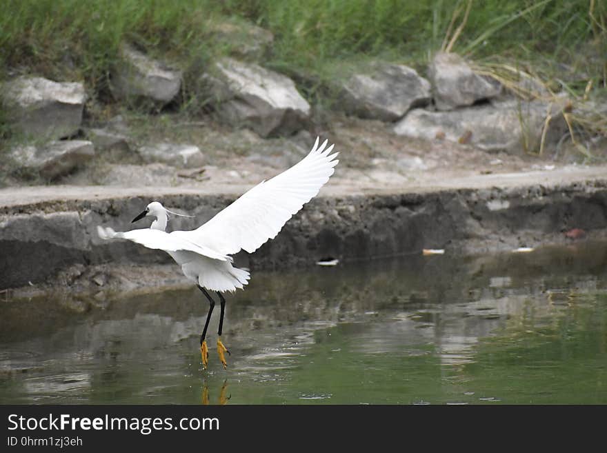 Bird, Fauna, Beak, Water