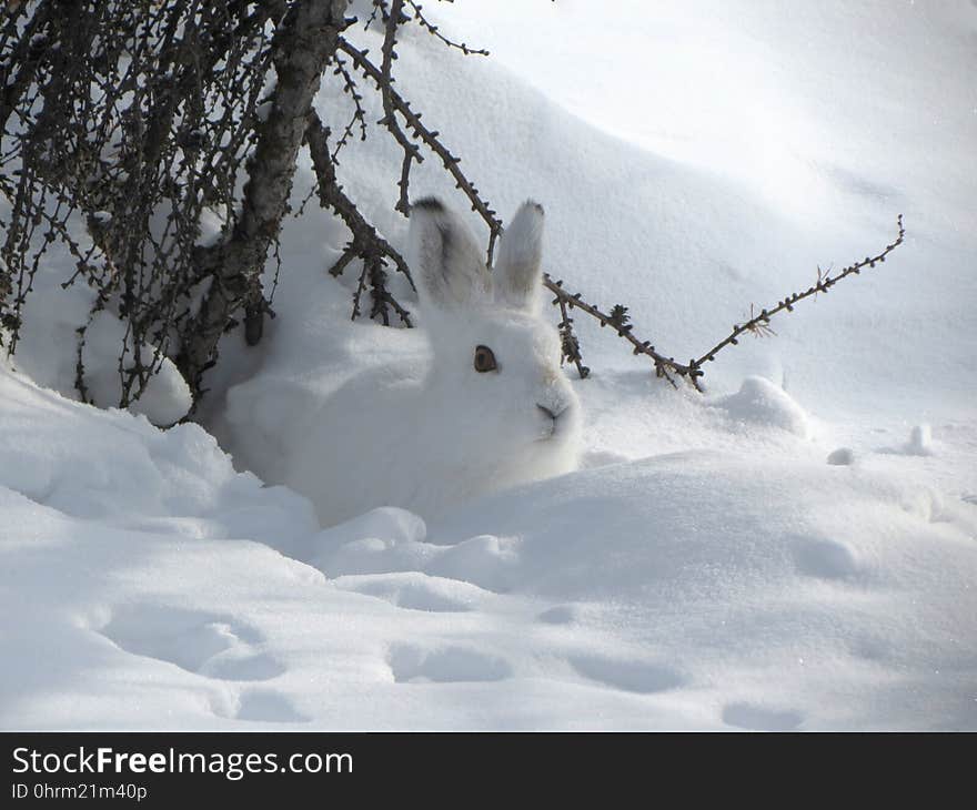 Snow, Freezing, Winter, Wildlife