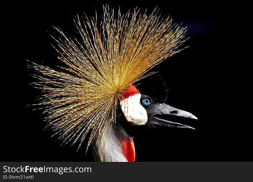 Beak, Close Up, Feather, Bird