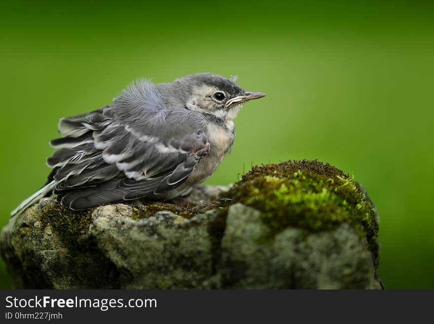 Bird, Fauna, Beak, Old World Flycatcher