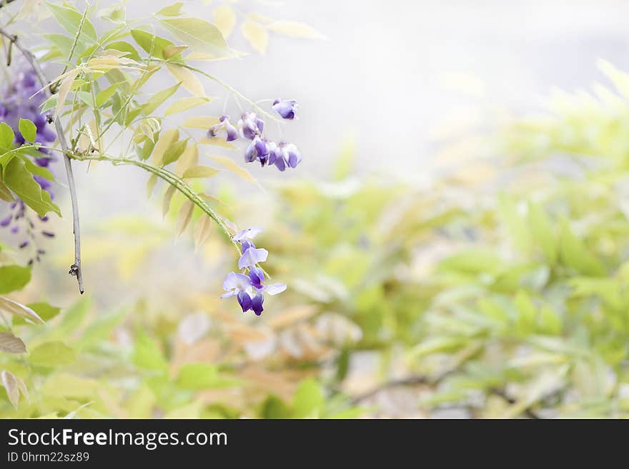 Flower, Lilac, Purple, Plant