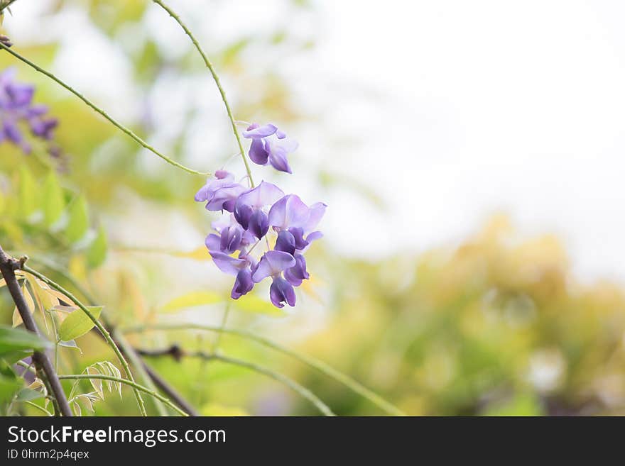 Flower, Flora, Plant, Flowering Plant