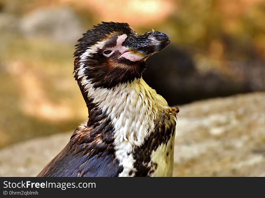 Beak, Fauna, Bird, Close Up