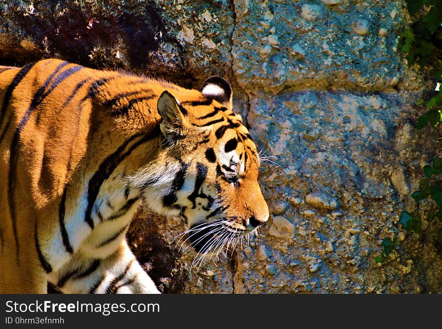 Wildlife, Tiger, Mammal, Fauna