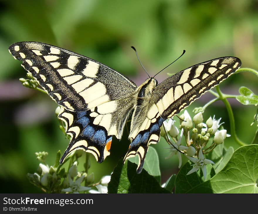 Butterfly, Moths And Butterflies, Insect, Brush Footed Butterfly