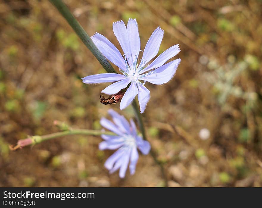 Plant, Flora, Flower, Chicory