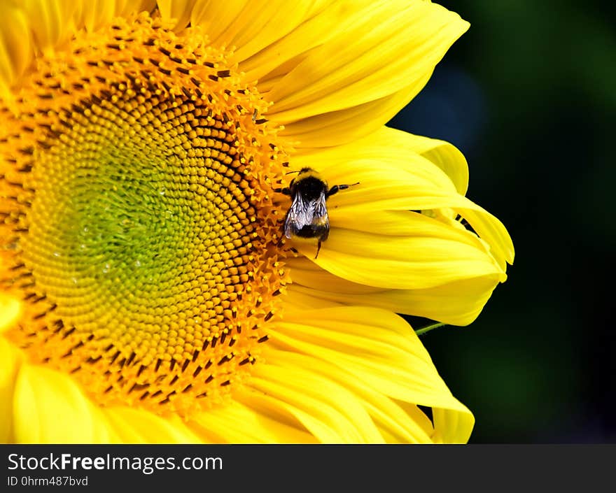 Flower, Honey Bee, Sunflower, Yellow