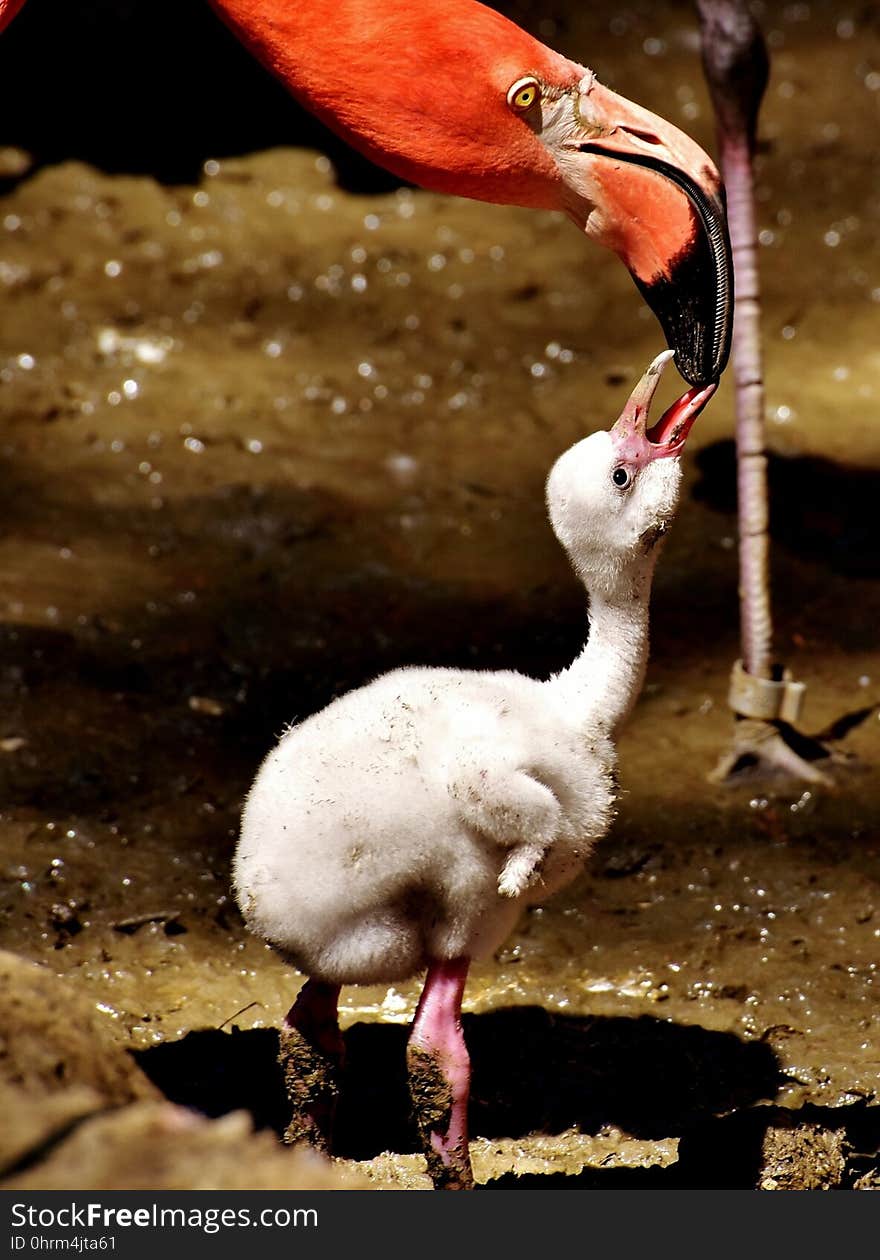 Flamingo, Water Bird, Fauna, Beak