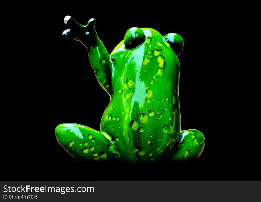 Amphibian, Frog, Tree Frog, Ranidae