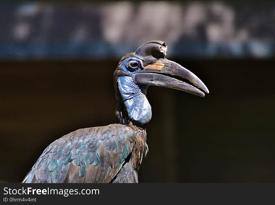 Beak, Bird, Hornbill, Fauna