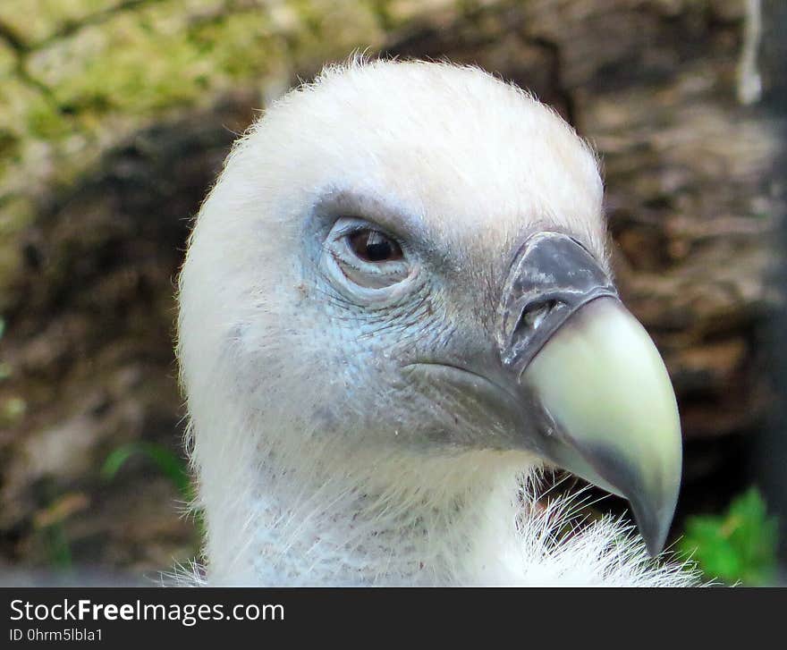 Beak, Bird, Fauna, Bird Of Prey