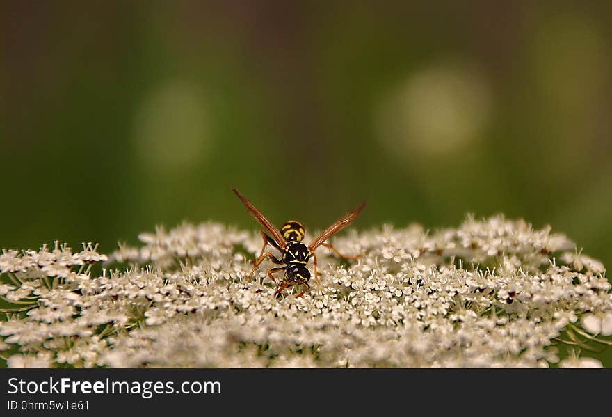 Insect, Invertebrate, Macro Photography, Fauna