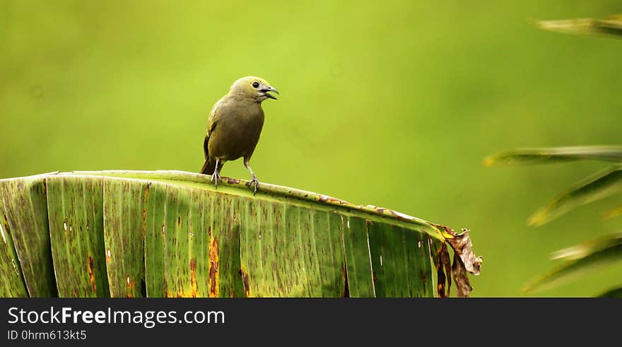 Bird, Beak, Fauna, Ecosystem