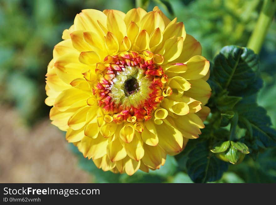 Flower, Yellow, Flora, Petal