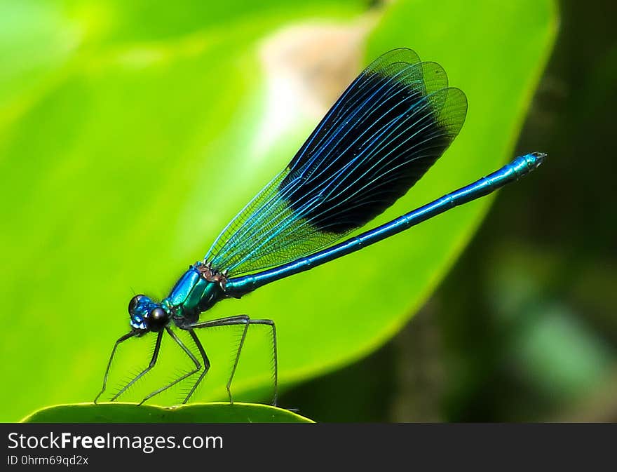 Damselfly, Insect, Dragonflies And Damseflies, Dragonfly