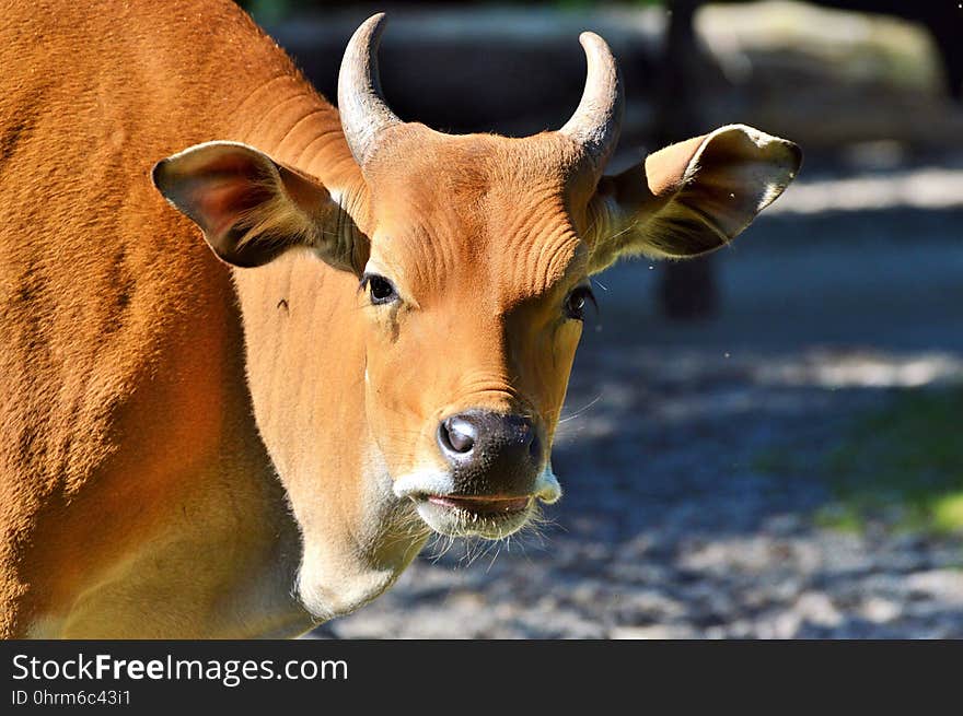 Horn, Cattle Like Mammal, Wildlife, Fauna