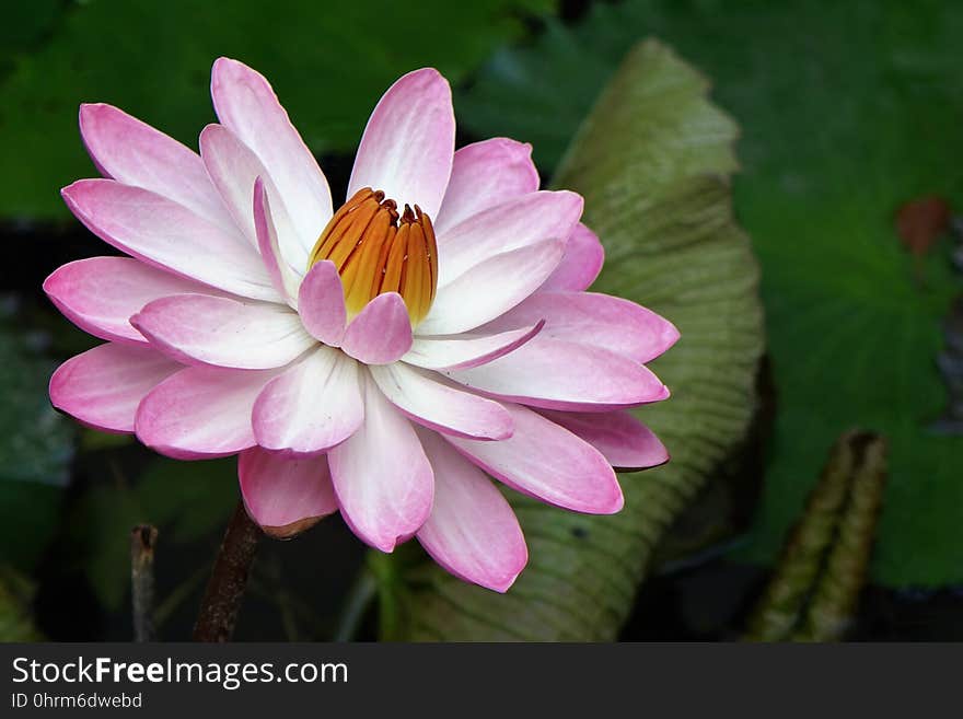 Flower, Flora, Pink, Plant