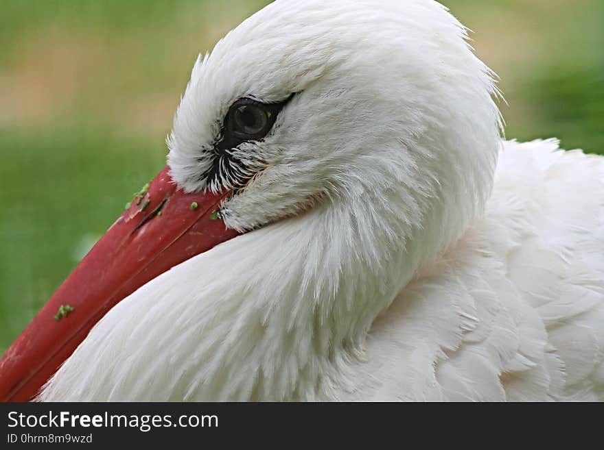 Beak, Bird, Stork, Fauna