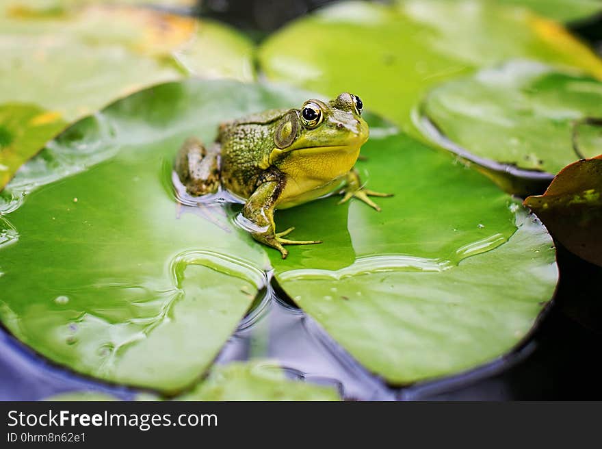 Frog, Ranidae, Amphibian, Fauna